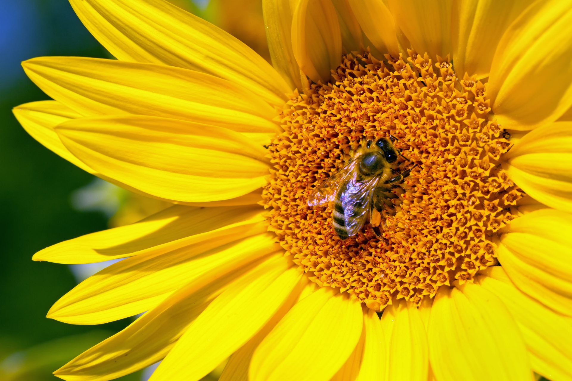 Sonnenblume