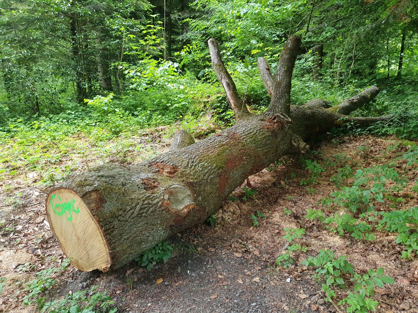 Teil der Kletterkrone (Stand 2. Juni 2022)